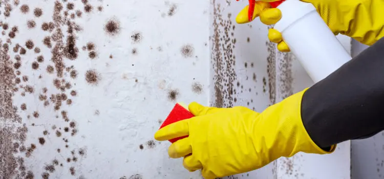 Tips for Preventing Mold Growth After Water Damage in Your Home